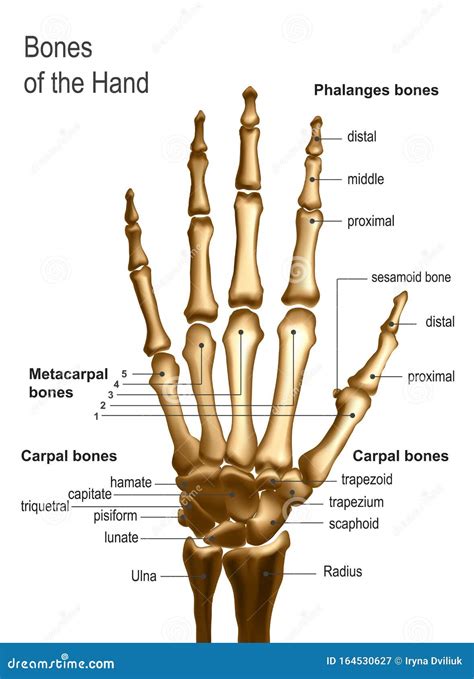 Bones Of The Hand