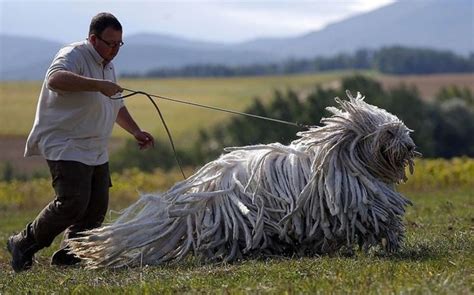 11 Newest Dog Breeds Recognized by AKC Till 2016 - HubPages