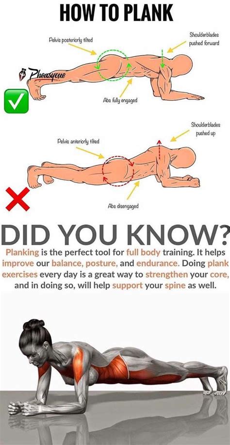 What Muscles Do Plank Work - Resume Themplate Ideas