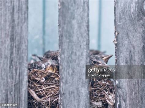 32 Wood Thrush Nest Stock Photos, High-Res Pictures, and Images - Getty Images