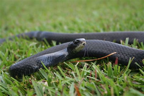 Black Racer Snakes - Identification | Threats | Treatment