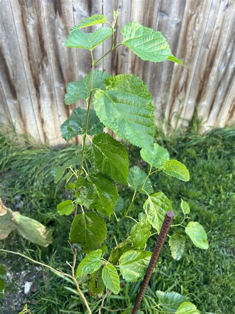 Raspberry bush? : r/gardening