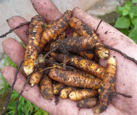 LIVE 3 TURMERIC Rhizomes Curcuma longa Edible Orange Ginger ~Canoe Plant~ 'OLENA | eBay