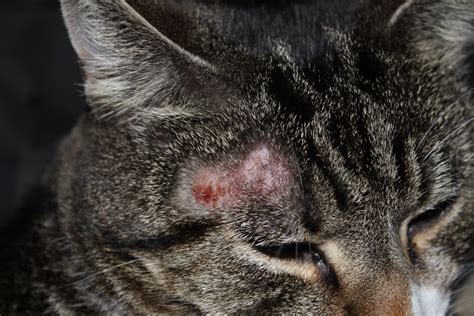 Ringworm in cats. Forms and Symptoms - Top Wellness Life