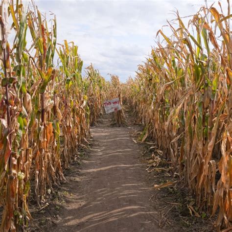 Corn Maze Near Me 2024 Dates - Rahal Georgianne