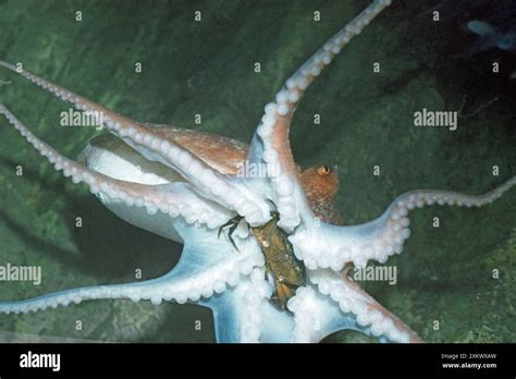 Octopus - Eating crab prey Stock Photo - Alamy