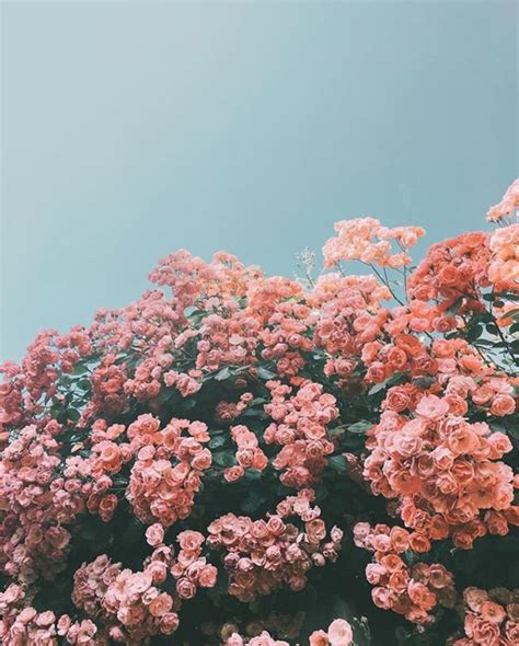 Wallpaper Aesthetic Pink Flower - PetsWall