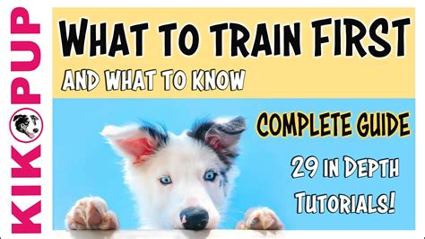 Puppy Training - What to train first - YouTube