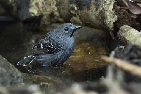 Xingu Scale-backed Antbird / Willisornis vidua photo call and song