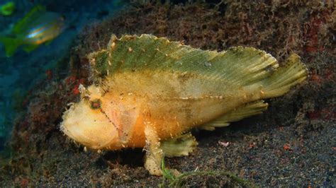 Fish With Teeth: Nature at Its Most Fascinating