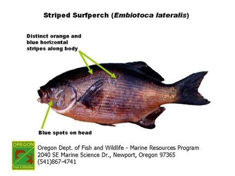 ODFW Marine Sport Fish ID - Surfperch