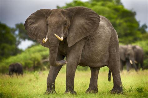 Africa elephants wallpaper | animals | Wallpaper Better