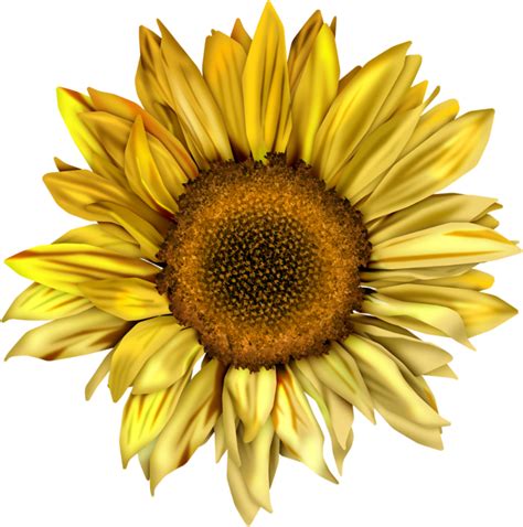 watercolor sunflower png 10 free Cliparts | Download images on ...