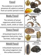 Types of Fossils Word Wall Cards | Teaching Resources