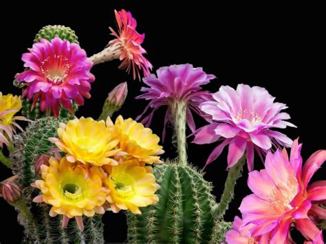 Does Every Cactus Bloom? | World of Succulents