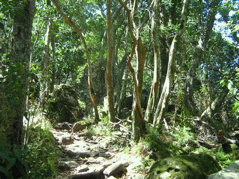 File:Indigenous afrotemperate forest at Newlands Cape Town 3.jpg - Wikipedia, the free encyclopedia