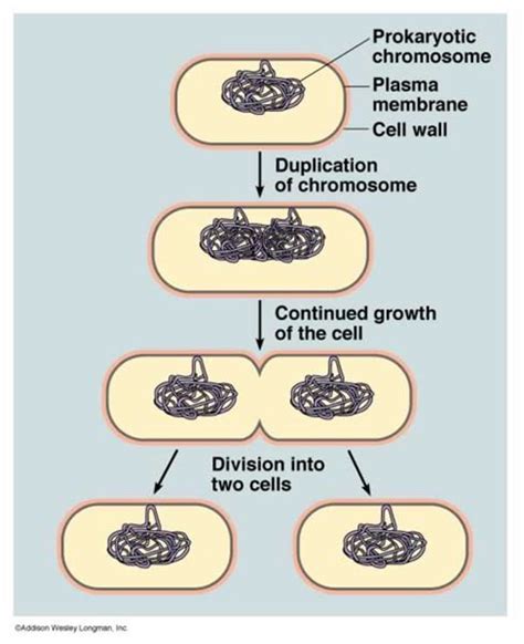 A Biology Study Guide on Cell Division in Bacteria