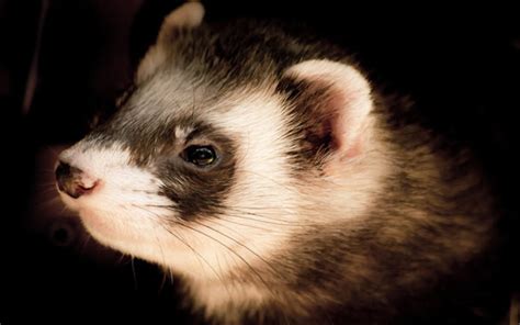 Treats For Ferrets - Finding The Best Ferret Treats For Your Pet