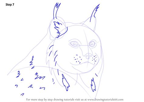 How to Draw a Canada Lynx Face (Wild Animals) Step by Step | DrawingTutorials101.com