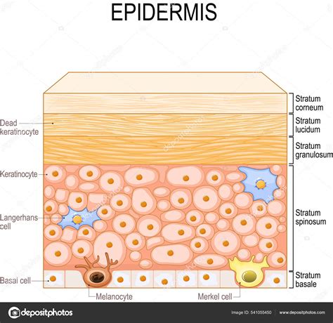 Layers Epidermis Epithelial Cells Keratinocytes Melanocyte Langerhans Merkel Basal Cells Stock ...