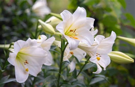 Planting Easter Lilies Outside to Save Them