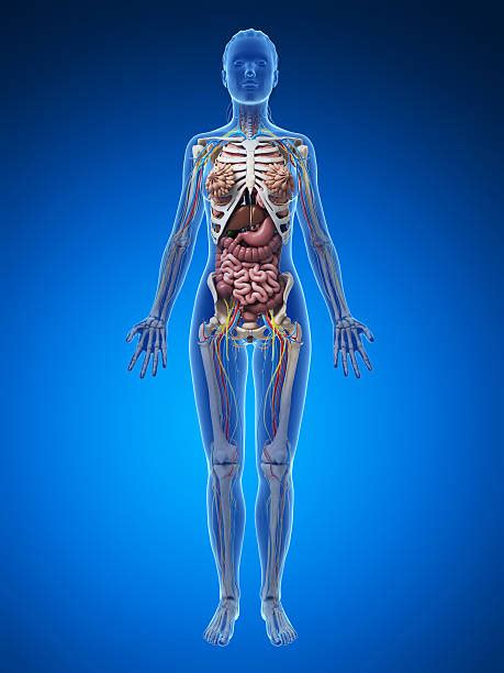 Human Anatomy Internal Organs Diagramfemale 3ds Human Female Anatomy ...