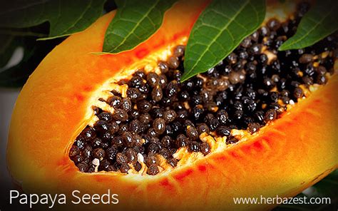 Papaya Seeds | HerbaZest