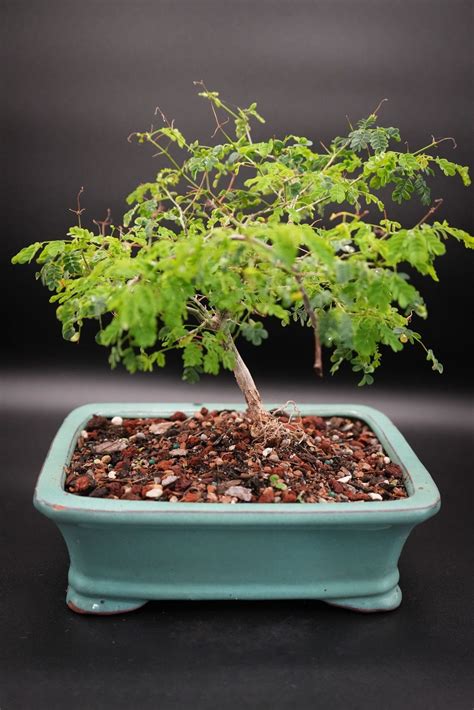 Koelreuteria Paniculata Bonsai