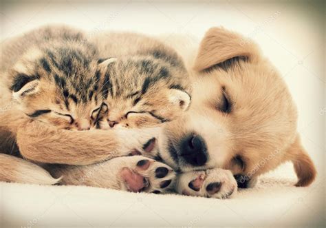 Puppy and kittens sleeping together — Stock Photo © gurinaleksandr #64968309