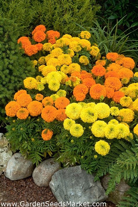 Mexican marigold - dwarf varieties' mix; Aztec marigold - 135 seeds – Garden Seeds Market | Free ...