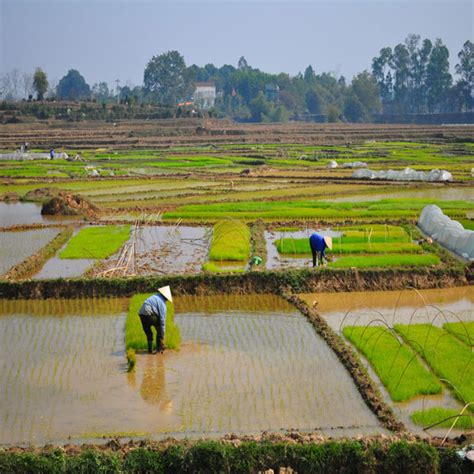 Rice - Voyage to Vietnam