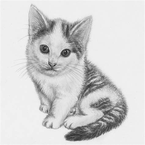 Kitten drawing by jeroenpaint on DeviantArt