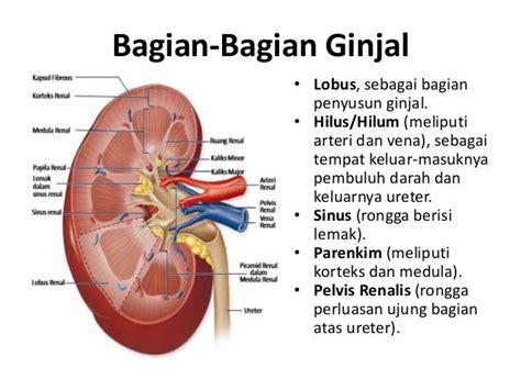 Fungsi Ginjal Dalam Sistem Ekskresi - Homecare24