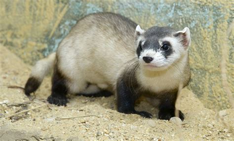 Black-footed ferret | Smithsonian's National Zoo