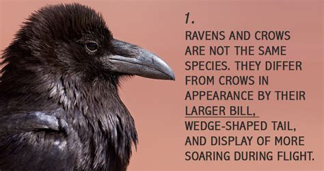 10 Interesting Facts About Ravens - Unbelievable Facts