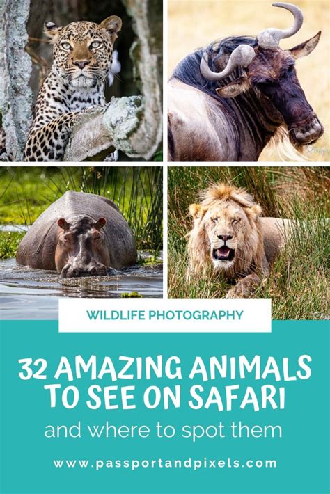 African Safari Animals - 32 Amazing Beasts To See In Africa