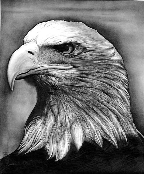 Eagle by Jerry Winick | Realistic animal drawings, Eagle drawing ...