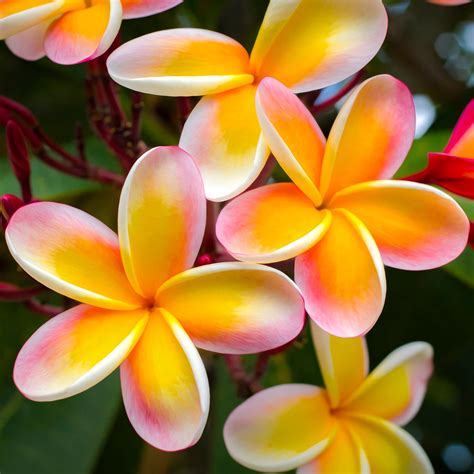 Yellow Pink PLUMERIA Flowers Fabric Panel ~ Beautiful Hawaiian Plumeria ...