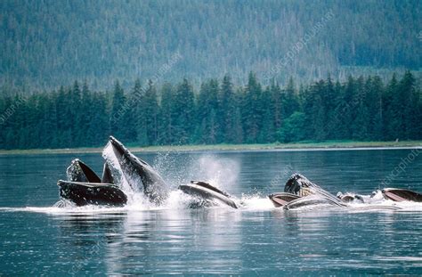 Humpback Whales Feeding - Stock Image - C004/6183 - Science Photo Library