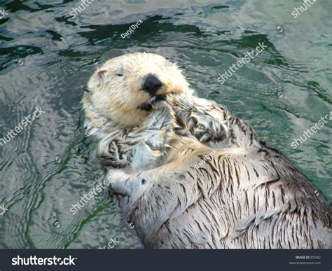 A Sea Otter Eating Some Clams. Stock Photo 85982 : Shutterstock