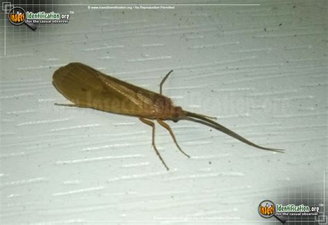 Northern Caddisfly