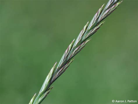 Purdue Turf Tips: Perennial ryegrass seedheads: Now and Later