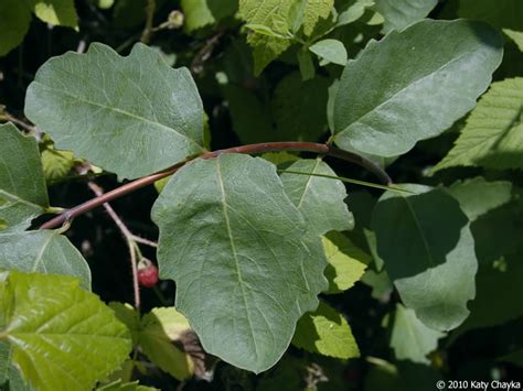 Symphoricarpos occidentalis (Wolfberry): Minnesota Wildflowers