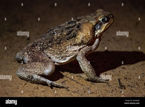 A large Cane Toad (Rhinella marina) with prominent poison glands. Amazonas, Brazil Stock Photo ...