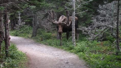 Why Do Moose Have Antlers? - From Decoration to Weaponry