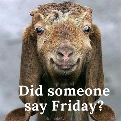 FUNNY FRIDAY GOAT MEME | FREE IMAGES | - Bramble Avenue