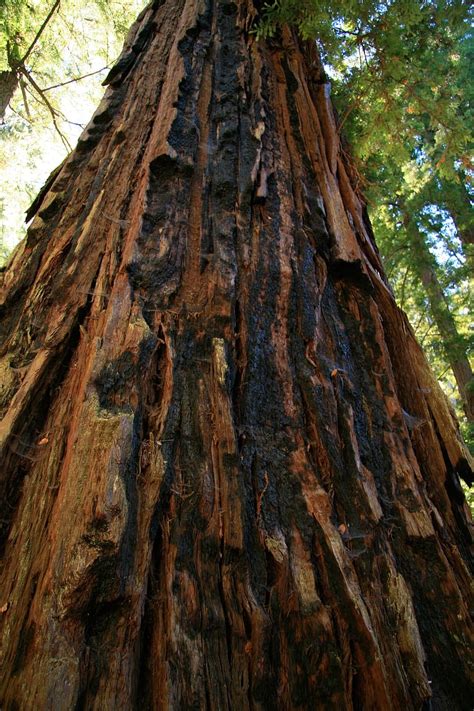 Redwood tree bark 1080P, 2K, 4K, 5K HD wallpapers free download ...