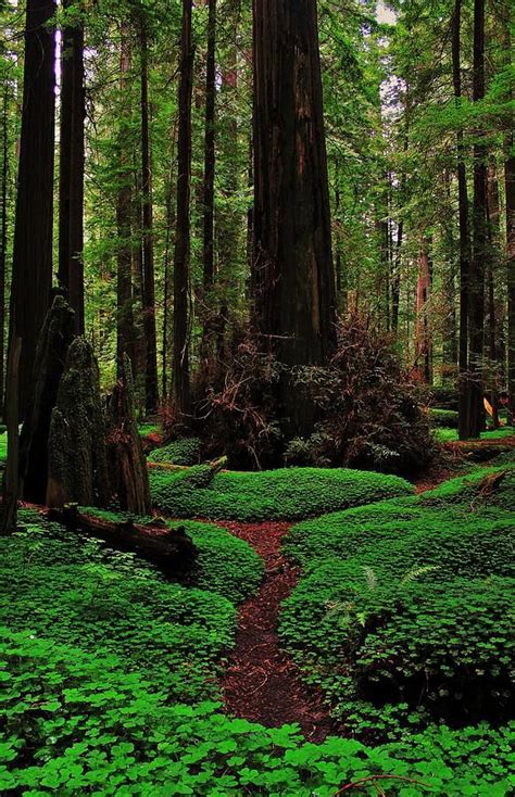 1000+ images about The Redwood Forest ♥ on Pinterest | California, Forests and Muir woods ...