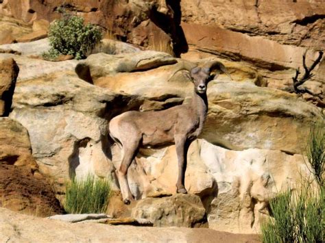 Bighorn sheep | Habitat, Behavior & Adaptations | Britannica