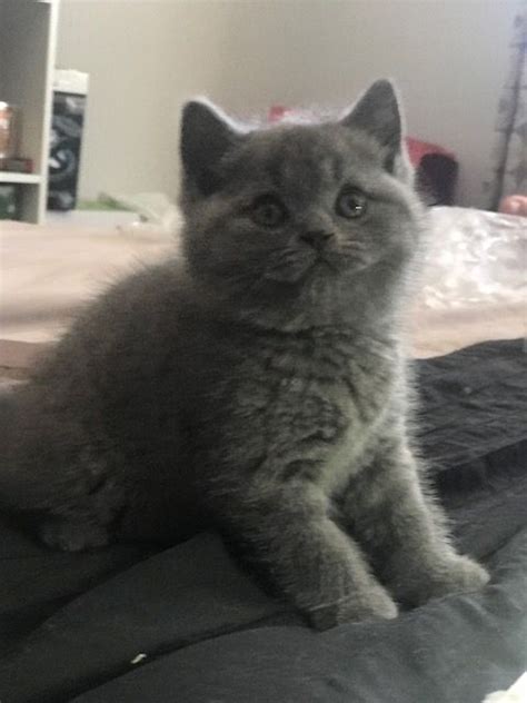 British Shorthair Cats For Sale | Brooklyn, NY #278950